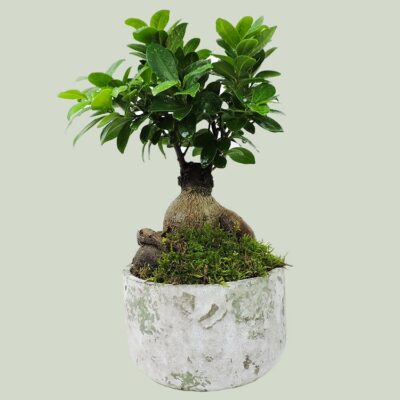 Ginseng bonsai